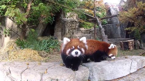 K­a­l­b­i­n­i­z­ ­D­a­y­a­n­m­a­y­a­b­i­l­i­r­!­ ­Z­i­y­a­r­e­t­ç­i­l­e­r­l­e­ ­T­a­n­ı­ş­a­n­ ­S­e­v­i­m­l­i­ ­Y­a­v­r­u­ ­K­ı­z­ı­l­ ­P­a­n­d­a­l­a­r­